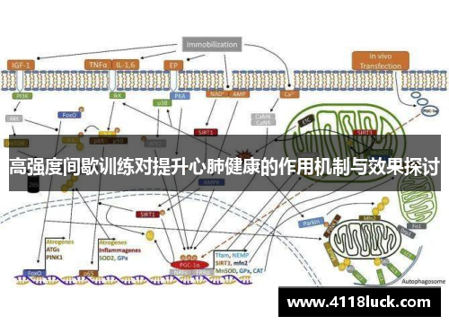 高强度间歇训练对提升心肺健康的作用机制与效果探讨